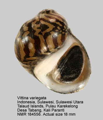 Vittina variegata (2).jpg - Vittina variegata (Lesson,1831)